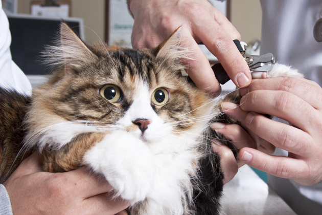 7 Steps for Grooming Your Pet at Home